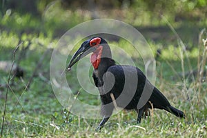 Southern Ground-Hornbill in South Luangwa National Park, Zambia