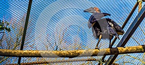 Southern ground hornbill standing on a branch, beautiful tropical bird from Africa, Threatened bird with vulnerable status