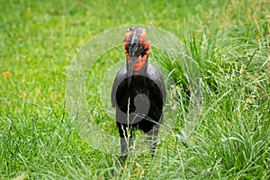 A Southern Ground Hornbill standing in a meadow