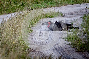 Southern ground hornbill taking a dust bath.