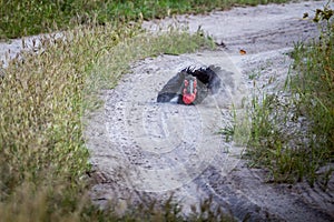 Southern ground hornbill taking a dust bath.