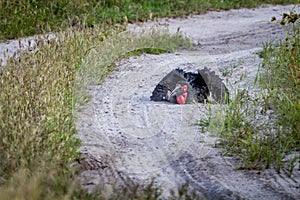 Southern ground hornbill taking a dust bath.