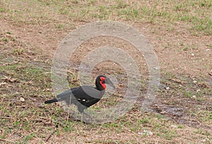 Southern Ground Hornbill in Tarangire