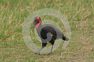 Southern Ground Hornbill in Tarangire