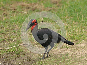 Southern Ground Hornbill in Tarangire