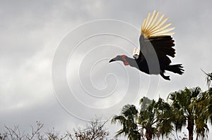 Southern ground hornbill in Tenerife