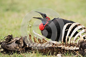 Southern ground hornbill tossing a insect, Masai Mara