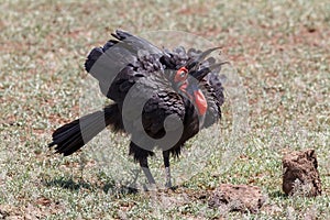 A Southern ground hornbill tossing its food