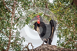 Southern ground hornbill in a tree.