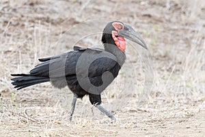 Southern Ground-hornbill walking