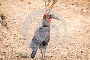 Southern ground hornbill walking on the dirt.