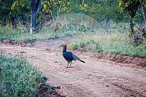 Southern ground hornbill walking on a dirt road.