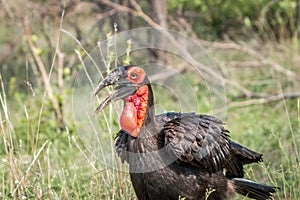 Southern ground hornbill walking in the grass.