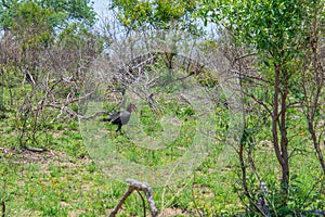 southern ground hornbill walking in savannah