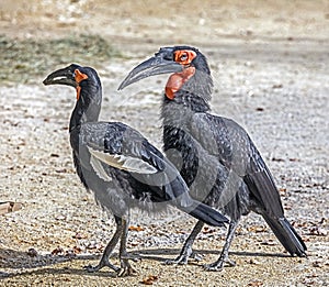 Southern ground hornbills 1