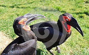 Southern ground hornbills