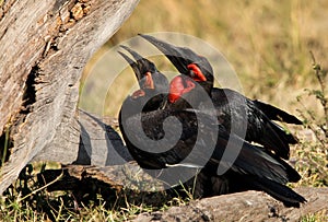 Southern ground hornbills