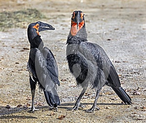 Southern ground hornbills 2