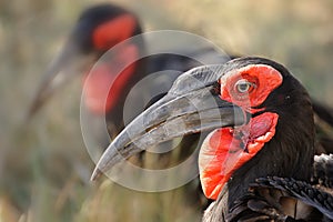 Southern Ground Hornbill (Bucorvus leadbeateri)