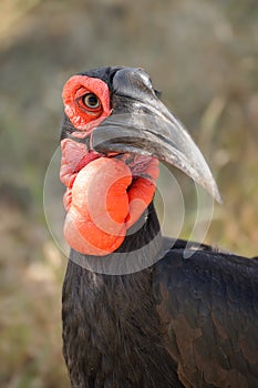 Southern Ground Hornbill (Bucorvus leadbeateri)