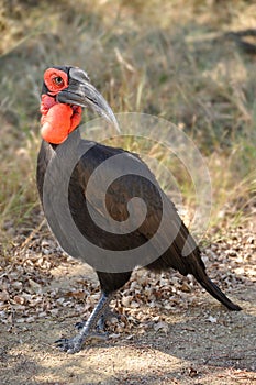 Southern Ground Hornbill (Bucorvus leadbeateri)