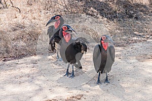 Southern ground hornbills Bucorvus leadbeateri group standing together in the road