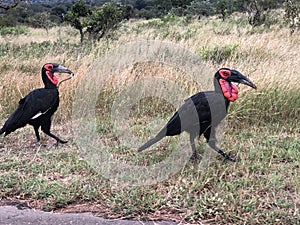 Southern Ground Hornbills, Kruger National Park, Mpumalanga, South Africa.