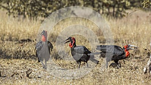 Southern Ground Hornbills in Kruger National park, South Africa