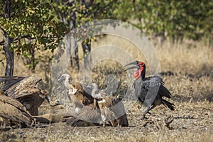 Southern Ground Hornbills in Kruger National park, South Africa