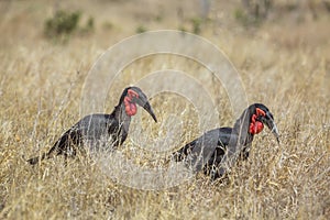 Southern Ground Hornbills in Kruger National park, South Africa