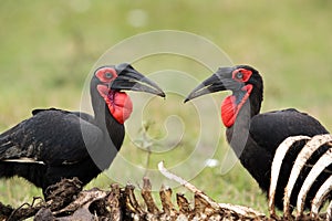 Southern ground hornbills, Masai Mara, Kenya