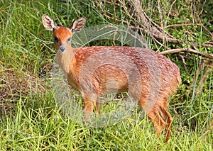 Southern Grysbok