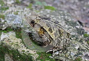 A southern gulfcoast toad in a morning walk