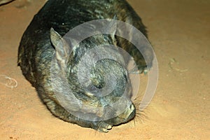 Southern Hairy-nosed Wombat