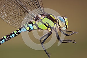 Southern Hawker