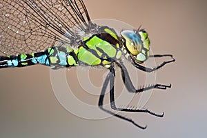 Southern Hawker