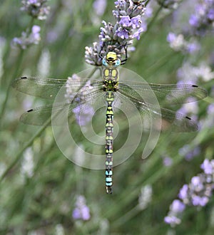 Southern hawker