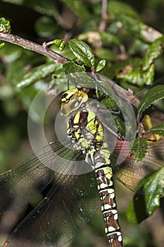 Southern Hawker