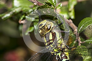 Southern Hawker