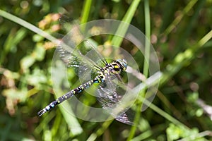 Southern Hawker