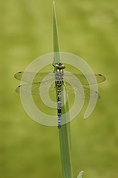 Southern hawker or aeshna, Aeshna cyanea