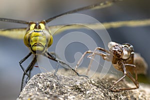 Southern hawker Aeshna cyanea dragonfly with exuvia, head on