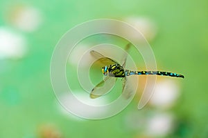 The southern hawker Aeshna cyanea flying around over a pond. Dragonfly caught in flight. Shallow depth of field