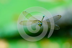 The southern hawker Aeshna cyanea flying around over a pond, facing camera. Dragonfly caught in flight. Shallow depth of field