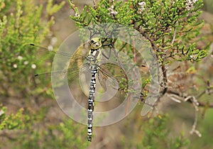 Southern Hawker