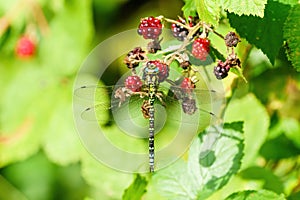 Southern hawker (Aeshna cyanea) perched on some berries int he Autumn, taken in London, England