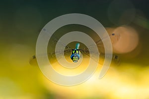 The southern hawker or blue hawker Aeshna cyanea in flight. Dragonfly facing to the camera. Eye-to-eye. photo