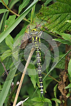 Southern Hawker dragonfly