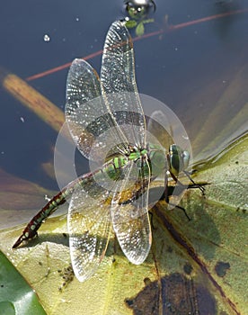 Southern Hawker Dragonfly