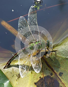 Southern Hawker Dragonfly photo